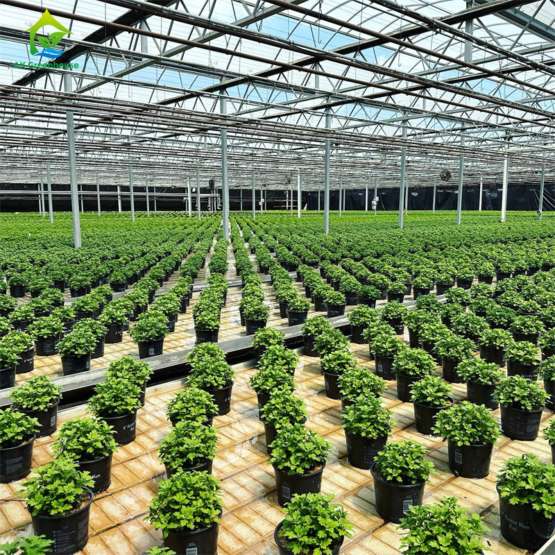 Large Multi-span Commercial Venlo Glass Greenhouse With Seedbed Hydroponic for Tomato Strawberry