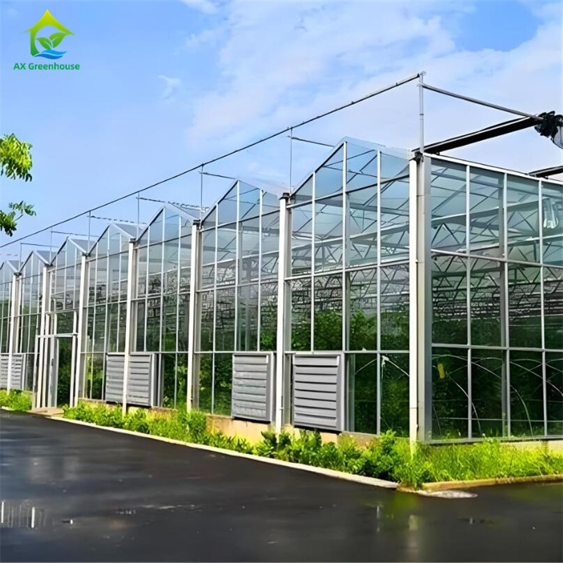 Large Multi-span Commercial Venlo Glass Greenhouse With Seedbed Hydroponic for Tomato Strawberry