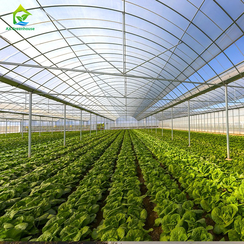 Large multi-span film greenhouse for growing leafy vegetables,Tomatoes, cucumbers, peppers, eggplants, strawberries, watermelons