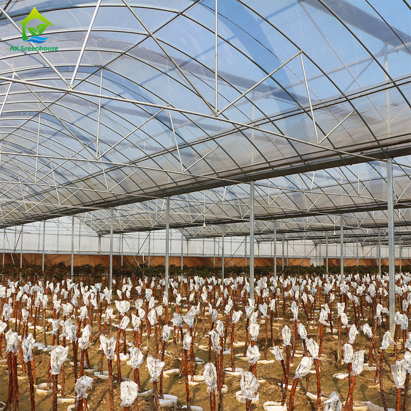 Large multi-span film greenhouse for growing leafy vegetables,Tomatoes, cucumbers, peppers, eggplants, strawberries, watermelons