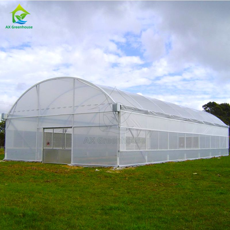Hot Galvanized Steel Anti UV 200 Micron Poly Film Single Span Greenhouse Easily Assembled for Tomato Cultivation