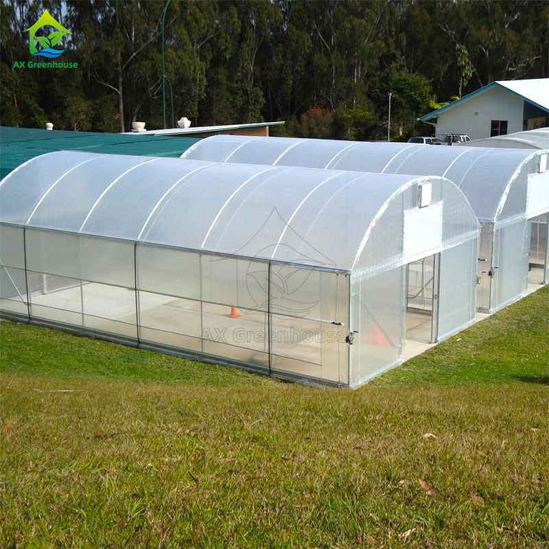 Hot Galvanized Steel Anti UV 200 Micron Poly Film Single Span Greenhouse Easily Assembled for Tomato Cultivation