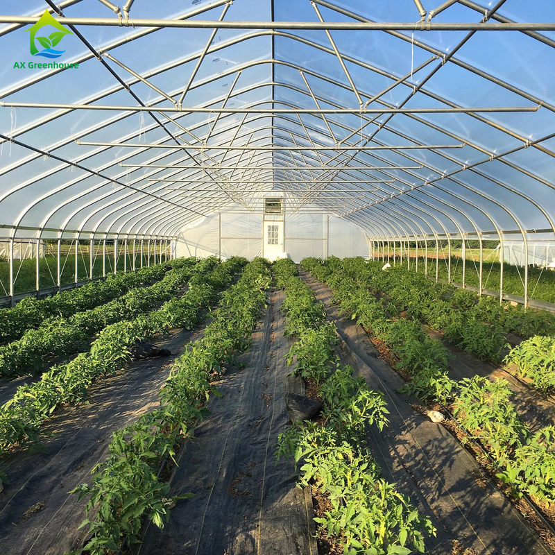 Cheap Agricultural Green House Commercial Greenhouse Intelligent Single-Span Greenhouse for Tomato Planting