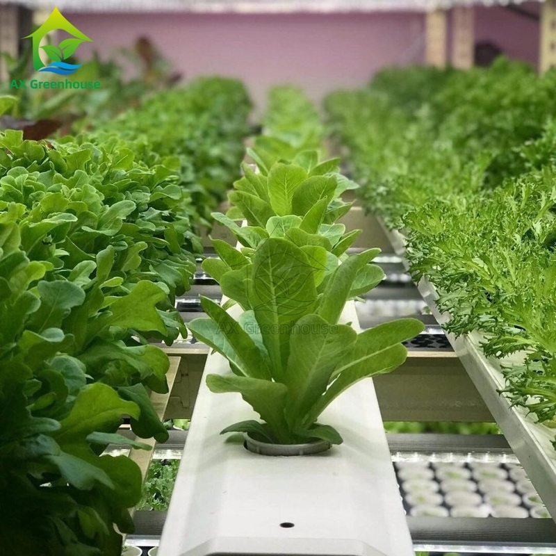 Automated Multi-layer Vertical NFT Hydroponic System with Integrated LED Lighting for Soilless Cultivation
