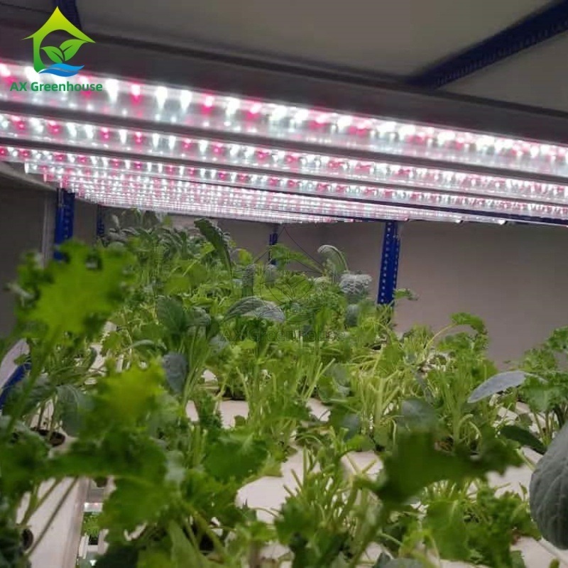 Automated Multi-layer Vertical NFT Hydroponic System with Integrated LED Lighting for Soilless Cultivation