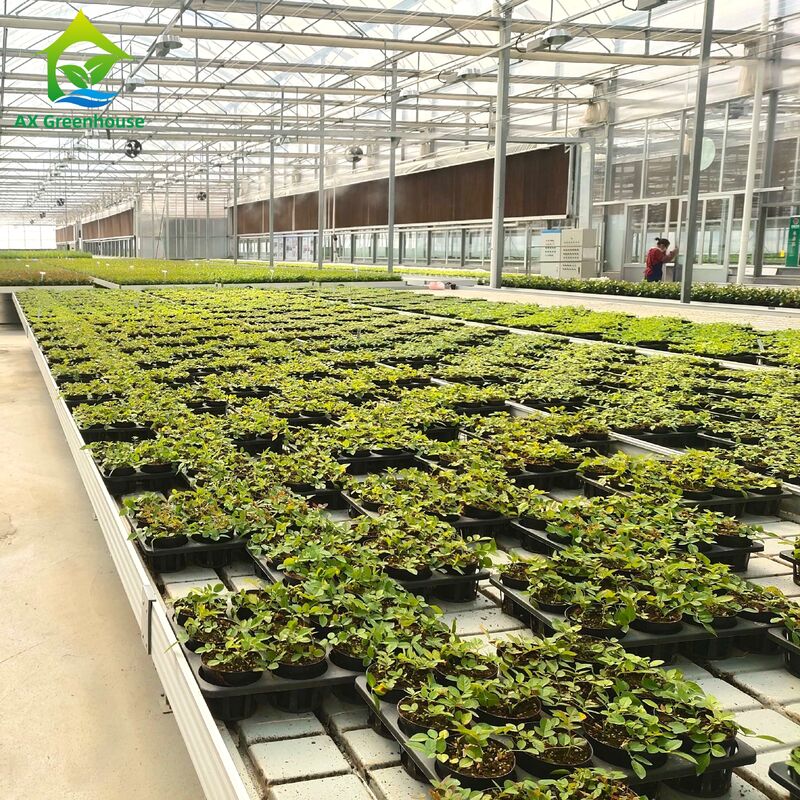 Commercial Aluminum Frame Ebb & Flow Bench with Adjustable Height and Integrated PP/ABS Tray for Greenhouses