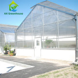 Commercial Single Span Venlo Type PC Sheet Greenhouse Impact Resistant