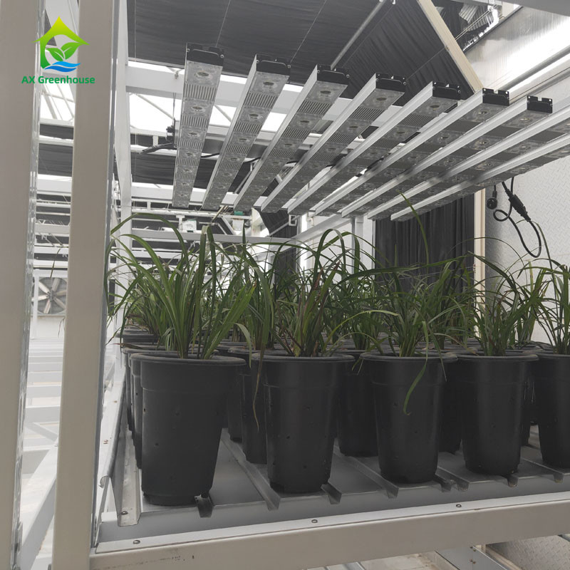 Customized Indoor Double Layers Vegetable Medical Herb Grow Rack for Vertical Farming