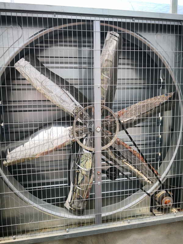 Industrial Grade Aluminum Greenhouse Exhaust Fans Corrosion Resistant for Humid Evaporative Cooling